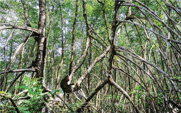 5 Điểm Du lịch Cà Mau Lý Tưởng Phải Đến 1 Lần! | Saigon Star Travel 5-diem-du-lich-ca-mau-ly-tuong-phai-den-1-lan-6