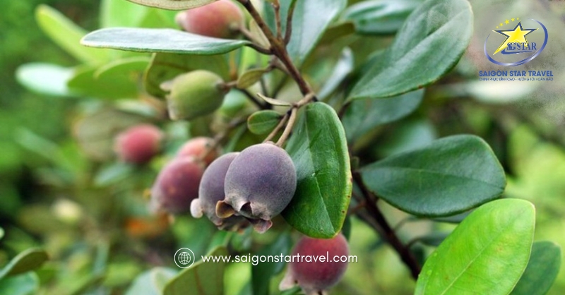 Rượu Sim Phú Quốc đặc sản không thể bỏ qua! | Saigon Star Travel Rừng Sim Phú Quốc