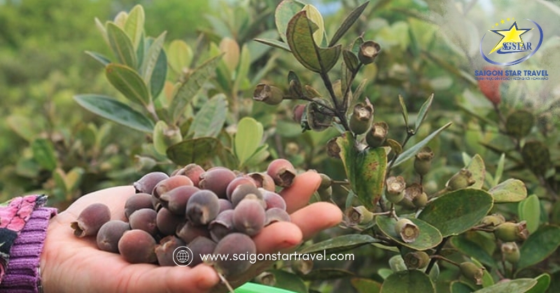 Rượu Sim Phú Quốc đặc sản không thể bỏ qua! | Saigon Star Travel Sim Rừng Phú Quốc
