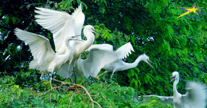 Bỏ túi cẩm nang du lịch Bến Tre tự túc trọn vẹn | Saigon Star Travel Sân chim Vàm Hồ