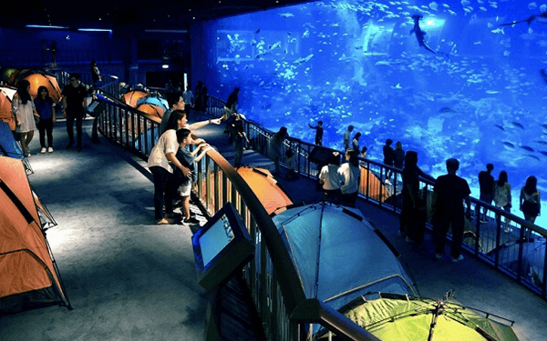 S.E.A Aquarium - Lạc vào thủy cung Singapore | Saigon Star Travel sea-aquarium-singapore-0001