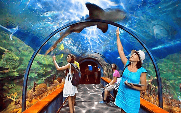 S.E.A Aquarium - Lạc vào thủy cung Singapore | Saigon Star Travel sea-aquarium-singapore-0005