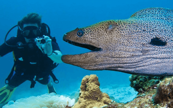 S.E.A Aquarium - Lạc vào thủy cung Singapore | Saigon Star Travel sea-aquarium-singapore-0006