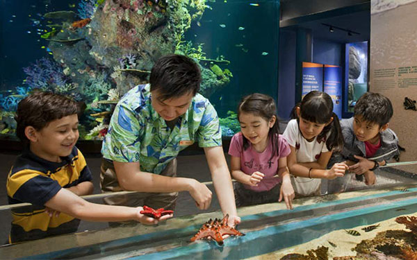 S.E.A Aquarium - Lạc vào thủy cung Singapore | Saigon Star Travel sea-aquarium-singapore-476