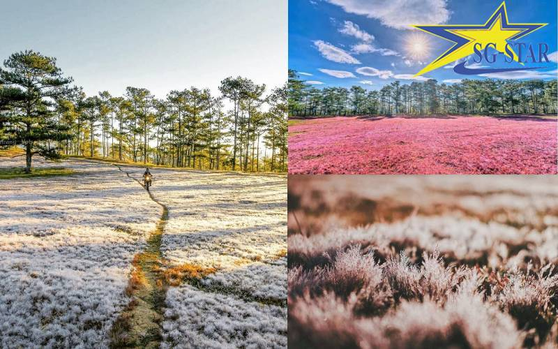 Khám phá các loài hoa được mong chờ nhất trong du lịch Đà Lạt tháng 12 | Saigon Star Travel Loài hoa níu chân bất cứ du khách nào khi đến du lịch Đà Lạt tháng 12