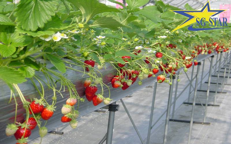 Tour du lịch Nhà Vườn Đà Lạt - Tham quan Nông trại xanh Đà Lạt | Saigon Star Travel SG 1 8