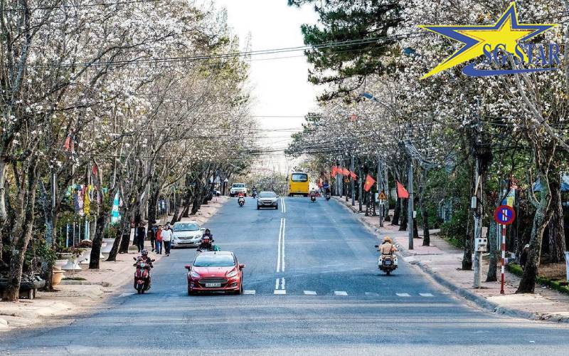 Du lịch Đà Lạt tháng 3 - Mê mẩn mùa hoa phượng tím dịu dàng | Saigon Star Travel Hoa Ban phủ trắng bầu trời