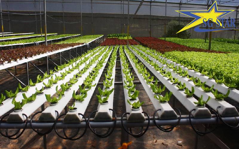 Tour du lịch Nhà Vườn Đà Lạt - Tham quan Nông trại xanh Đà Lạt | Saigon Star Travel SG 2 5