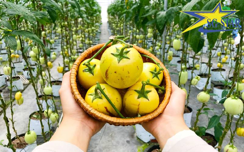 Tour du lịch Nhà Vườn Đà Lạt - Tham quan Nông trại xanh Đà Lạt | Saigon Star Travel SG 3 2