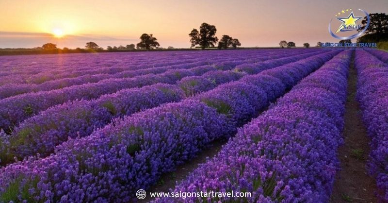 Khu Du Lịch Lavender Đà Lạt – Sắc Tím Pháp Trên Đất Việt | Saigon Star Travel Cánh đồng hoa lavender hồ Tuyền Lâm