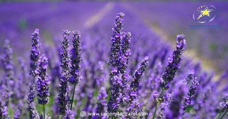 Khu Du Lịch Lavender Đà Lạt – Sắc Tím Pháp Trên Đất Việt | Saigon Star Travel Khu du lịch lavender nở hoa rực rỡ