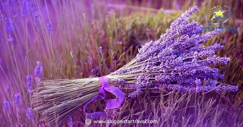 Khu Du Lịch Lavender Đà Lạt – Sắc Tím Pháp Trên Đất Việt | Saigon Star Travel Khu du lịch lavender Đà Lạt mang vẻ đẹp mộng mơ