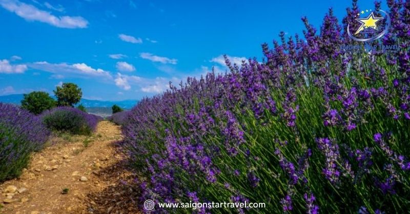 Khu Du Lịch Lavender Đà Lạt – Sắc Tím Pháp Trên Đất Việt | Saigon Star Travel Cánh đồng hoa lavender Cầu Đất