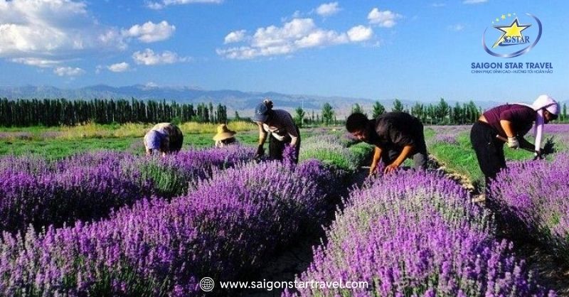 Khu Du Lịch Lavender Đà Lạt – Sắc Tím Pháp Trên Đất Việt | Saigon Star Travel Người dân thu hoạch lavender