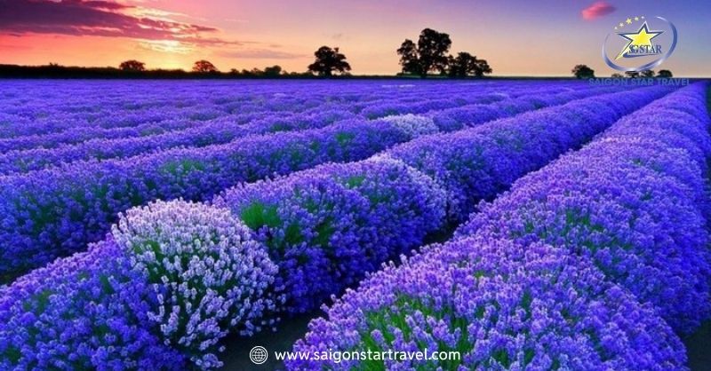 Khu Du Lịch Lavender Đà Lạt – Sắc Tím Pháp Trên Đất Việt | Saigon Star Travel Cánh đồng hoa Lavender ngập tràn sắc tím