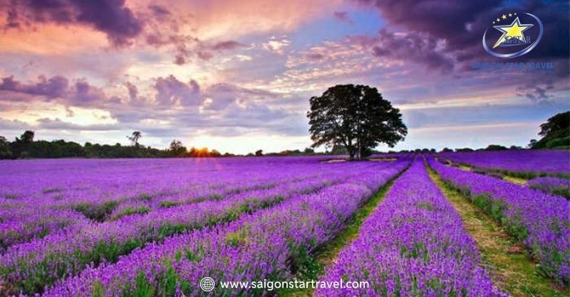 Khu Du Lịch Lavender Đà Lạt – Sắc Tím Pháp Trên Đất Việt | Saigon Star Travel Sắc tím Pháp trên đất Việt mộng mơ