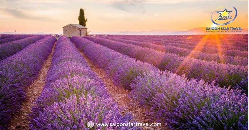 Khu Du Lịch Lavender Đà Lạt – Sắc Tím Pháp Trên Đất Việt | Saigon Star Travel Thời điểm lý tưởng nhất để bạn đến Đà Lạt và ngắm hoa lavender là vào tháng 6 và tháng 7 hằng năm