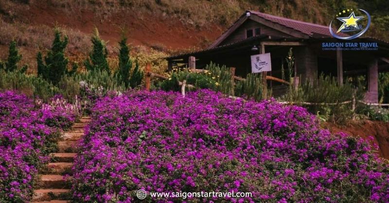 Khu Du Lịch Lavender Đà Lạt – Sắc Tím Pháp Trên Đất Việt | Saigon Star Travel Lavender túi thương nhớ Đà Lạt