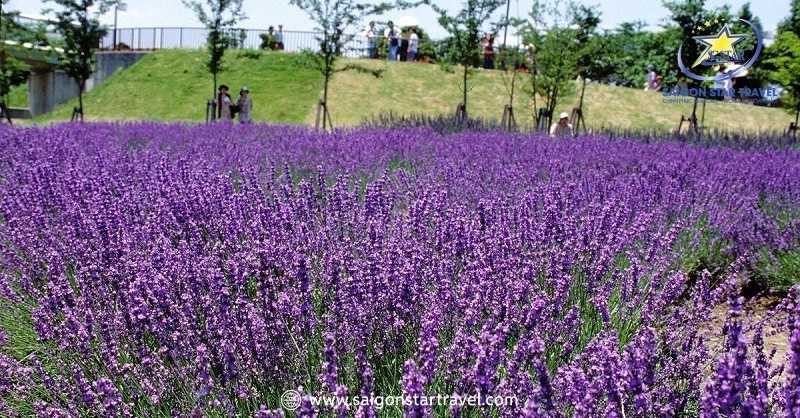 Khu Du Lịch Lavender Đà Lạt – Sắc Tím Pháp Trên Đất Việt | Saigon Star Travel Vườn Lavender Tại Thung Lũng Hồng Đà Lạt