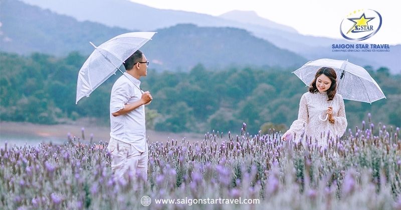 Khu Du Lịch Lavender Đà Lạt – Sắc Tím Pháp Trên Đất Việt | Saigon Star Travel Check-in cùng lavender ở hồ Tuyền Lâm