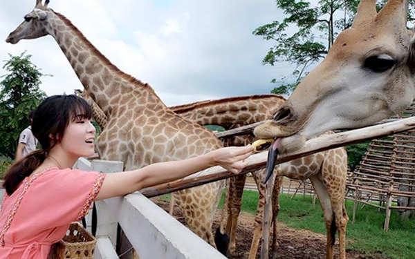 Singha Park – Khám phá công viên nông trại nổi tiếng Thái Lan | Saigon Star Travel singha-park-kham-pha-cong-vien-nong-trai-noi-tieng-thai-lan-6