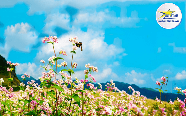 Tam Giác Mạch Hà Giang - Khung Cảnh Thần Tiên Không Thể Bỏ Qua | Saigon Star Travel tam-giac-mach-ha-giang-khung-canh-than-tien-khong-the-bo-qua-1