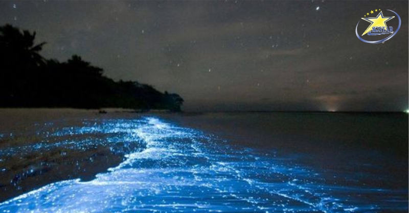 Tour Du Lịch Campuchia 3 Ngày 2 Đêm - Khám Phá Đảo Kohrong Samloem | Saigon Star Travel Tận mắt chứng kiến những Lân Tinh biển phát sáng đẹp mắt