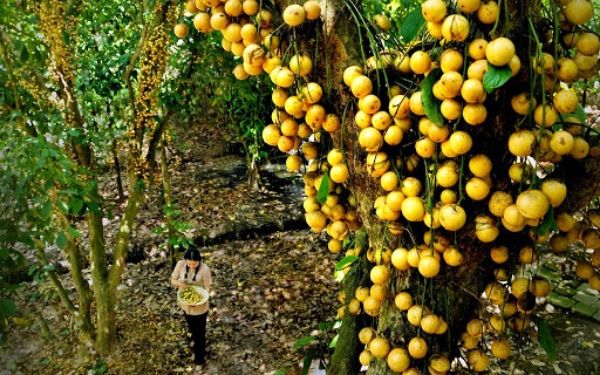 Tất tần tật các kinh nghiệm đi vườn trái cây Lái Thiêu | Saigon Star Travel tat tan tat cac kinh nghiem di vuon trai cay lai thieu 1