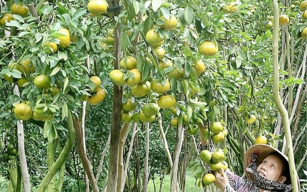 Tất tần tật các kinh nghiệm đi vườn trái cây Lái Thiêu | Saigon Star Travel tat tan tat cac kinh nghiem di vuon trai cay lai thieu 3