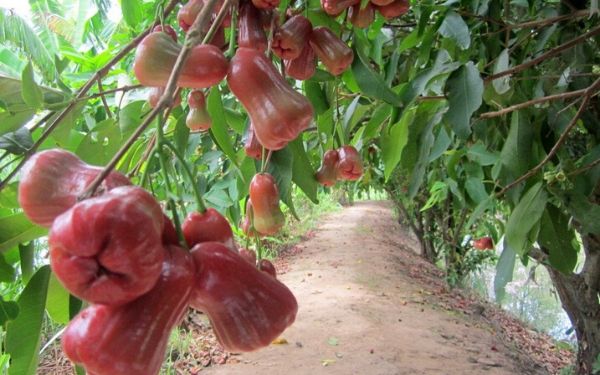 Tất tần tật các kinh nghiệm đi vườn trái cây Lái Thiêu | Saigon Star Travel tat tan tat cac kinh nghiem di vuon trai cay lai thieu 4