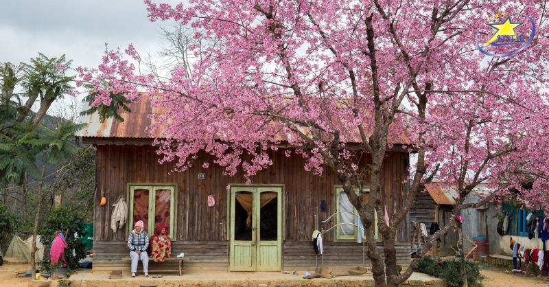 Tất tần tật về kinh nghiệm du lịch Tết Đà Lạt 2025 | Saigon Star Travel Ngày tết ở Đà Lạt ngập tràn sắc hoa anh đào đua nở khiến du khách phải bồi hồi