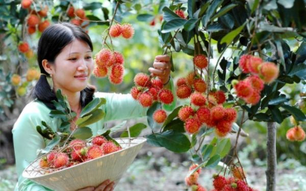 Thăm quan khu vườn trái cây Củ Chi | Saigon Star Travel tham quan khu vuon trai cay cu chi 2