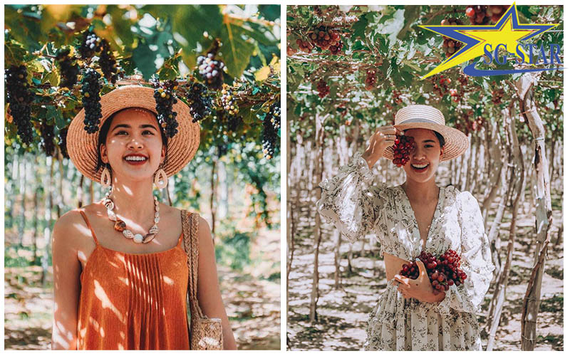 Bỏ túi bí kíp du lịch Ninh Thuận - Ninh Chữ từ A đến Z | Saigon Star Travel Tham quan vườn nho và mang về những tấm ảnh cực ngọt ngào.