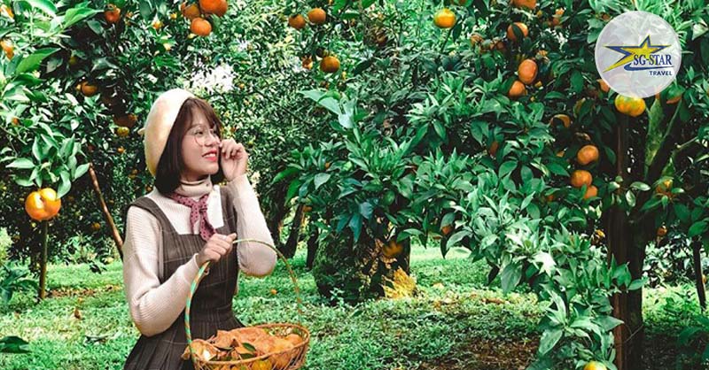 Thăm vườn trái cây và check in sương sương cùng quang cảnh nơi đây