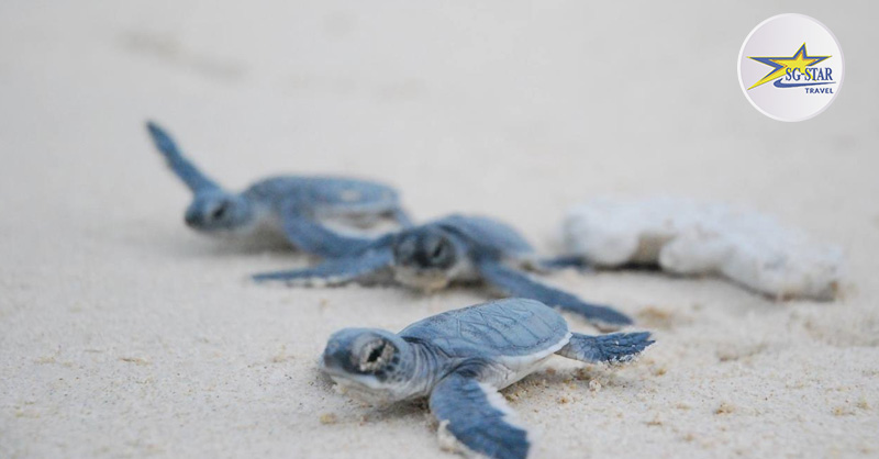 Tháng 4 Nên Đi Du Lịch Ở Đâu? Điểm Đến Hấp Dẫn Trong & Ngoài Nước
Lỗi giao diện: file 'snippets/shortcode-current_date.bwt' không được tìm thấy
| Saigon Star Travel thang-4-con-dao-mua-rua-bien-len-bo-de-trung