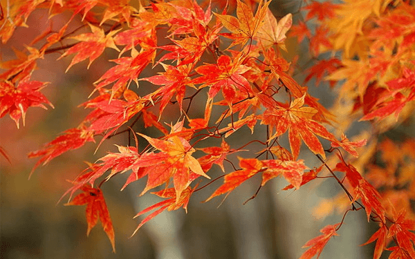 Trải nghiệm thú vị cùng tour Nhật Bản tháng 9 | Saigon Star Travel trai-nghiem-thu-vi-cung-tour-nhat-ban-thang-9-8