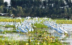 Khu bảo tồn thiên nhiên xanh tươi tại khu Bảo tồn đất ngập nước Láng Sen | Saigon Star Travel thien nhien xanh tuoi tai khu bao ton dat ngap nuoc lang sen 1