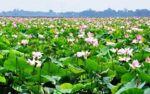thien nhien xanh tuoi tai khu bao ton dat ngap nuoc lang sen 3