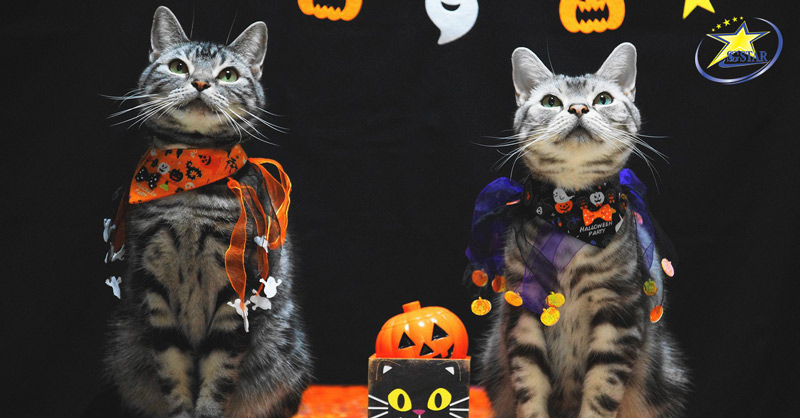 Halloween là gì? Nguồn gốc & ý nghĩa ngày lễ Halloween? | Saigon Star Travel Ngay cả thú cưng cũng muốn hoá trang vào Halloween