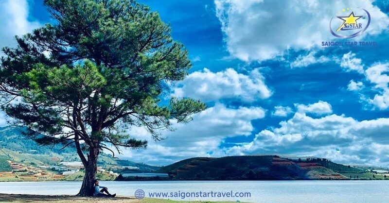 Thung Lũng Vàng - Nơi Lắng Đọng Hạnh Phúc Giữa Thiên Nhiên | Saigon Star Travel Cây thông cô đơn - địa điểm check-in nổi tiếng