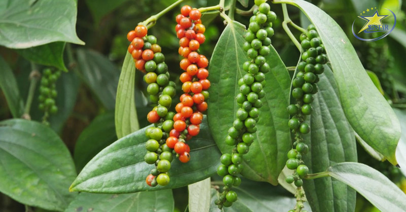 Check-in 4 vườn tiêu Phú Quốc được nhiều khách du lịch "săn đón" | Saigon Star Travel Hồ tiêu Phú Quốc - đặc sản nổi tiếng của đảo ngọc