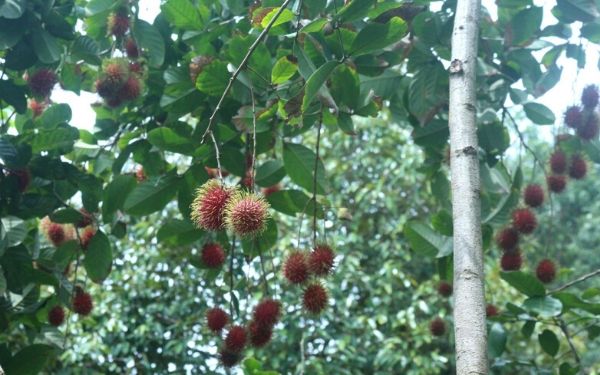 Tìm hiểu về khu du lịch Lung Cột Cầu | Saigon Star Travel tim hieu ve khu du lich lung cot cau 7