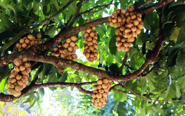 Tìm hiểu về khu du lịch Lung Cột Cầu | Saigon Star Travel tim hieu ve khu du lich lung cot cau 8