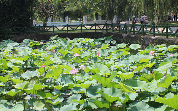 Top 5 danh lam thắng cảnh du lịch Nghệ An nên ghé thăm ít nhất một lần | Saigon Star Travel top-5-danh-lam-thang-canh-o-nghe-an-nen-ghe-tham-it-nhat-mot-lan-4