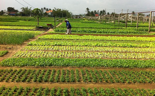 5 địa điểm du lịch Quảng Nam không nên bỏ qua | Saigon Star Travel top-5-dia-diem-du-lich-quang-nam-khong-nen-bo-qua-4