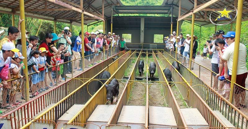 Xem cuộc đua của những chú heo ngộ nghĩnh tại KDL Thác Yang Bay