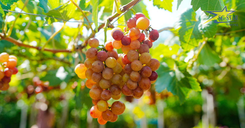 Tour Bình Hưng - Ninh Chữ - Vĩnh Hy 3N3Đ (Dành cho Khách Đoàn) | Saigon Star Travel Tham quan & Mua sắm các đặc sản làm từ nho tại Phan Rang