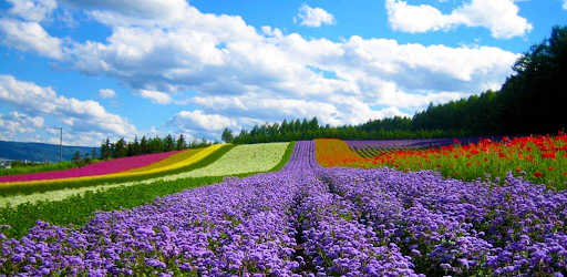 Khám phá những tour du lịch nhất định nên thử trong nước | Saigon Star Travel tour-du-lich-1