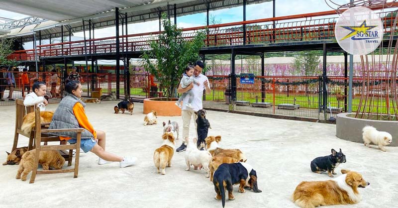 Tour Du Lịch Đà Lạt 4 Ngày 3 Đêm Mới Nhất | Bao Trọn Gói | Saigon Star Travel Vuốt ve những chú cún tại Puppy Farm
