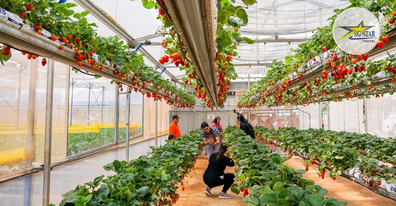 Tour Du Lịch Đà Lạt 4 Ngày 3 Đêm Mới Nhất | Bao Trọn Gói | Saigon Star Travel Check in Vườn Dâu Tây Đà Lạt